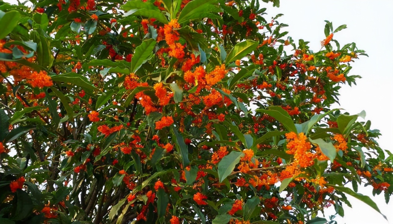 拥有70年历史！上海这所高校：种下最“特殊”的三棵树，价值连城！