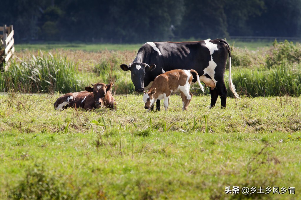 奶牛为什么一直有牛奶（关于奶牛持续产奶的真正原因科普）