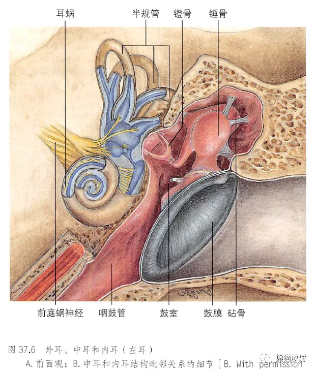 耳朵构造图解大全清晰（耳朵构造详细图）-第6张图片-科灵网
