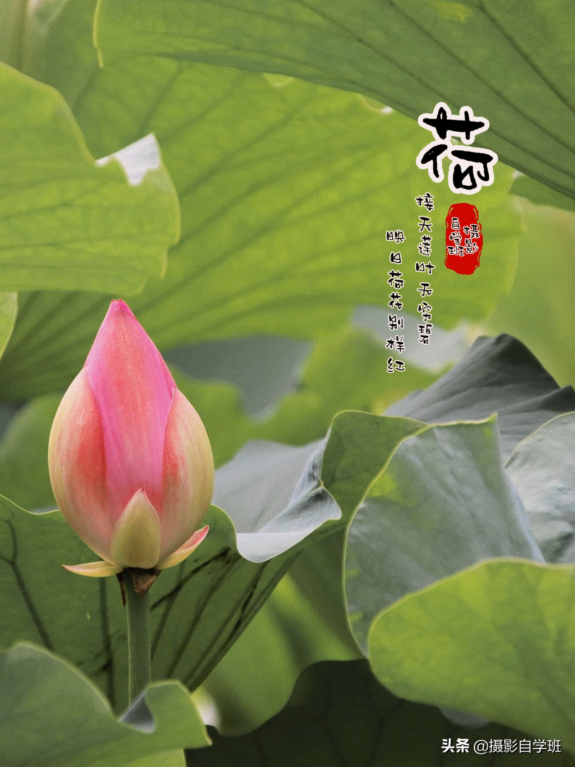 荷花照片這么拍，嬌艷不庸俗，荷花和書法和印章更配