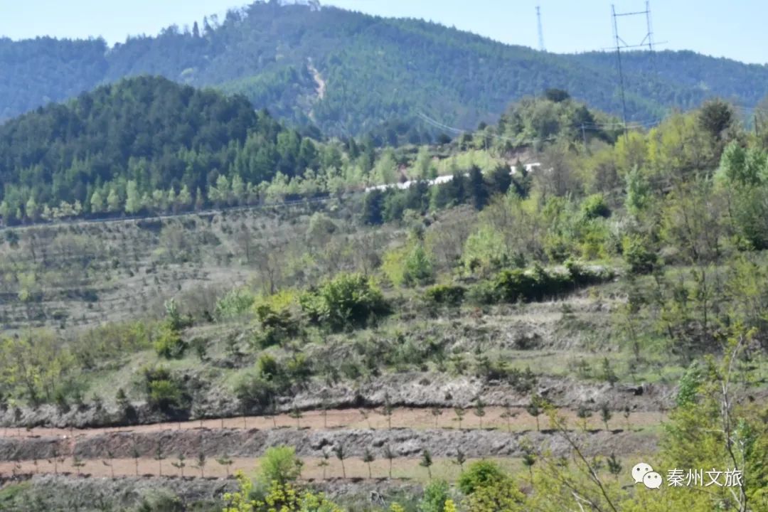 大美秦州五月天 田園風光似畫卷