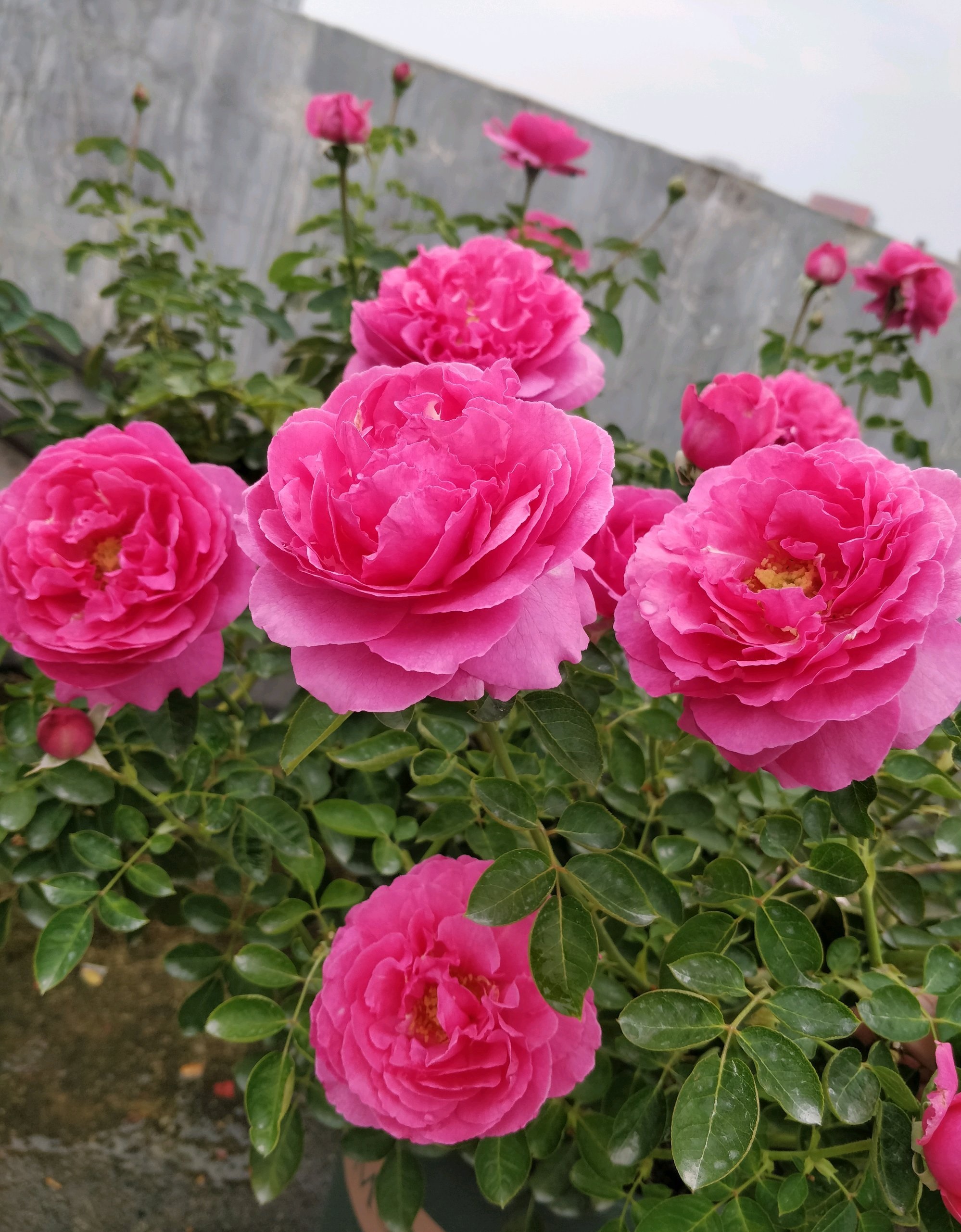 伊芙月季里面谁最好看最好养(伊芙月季最好养排名对比)
