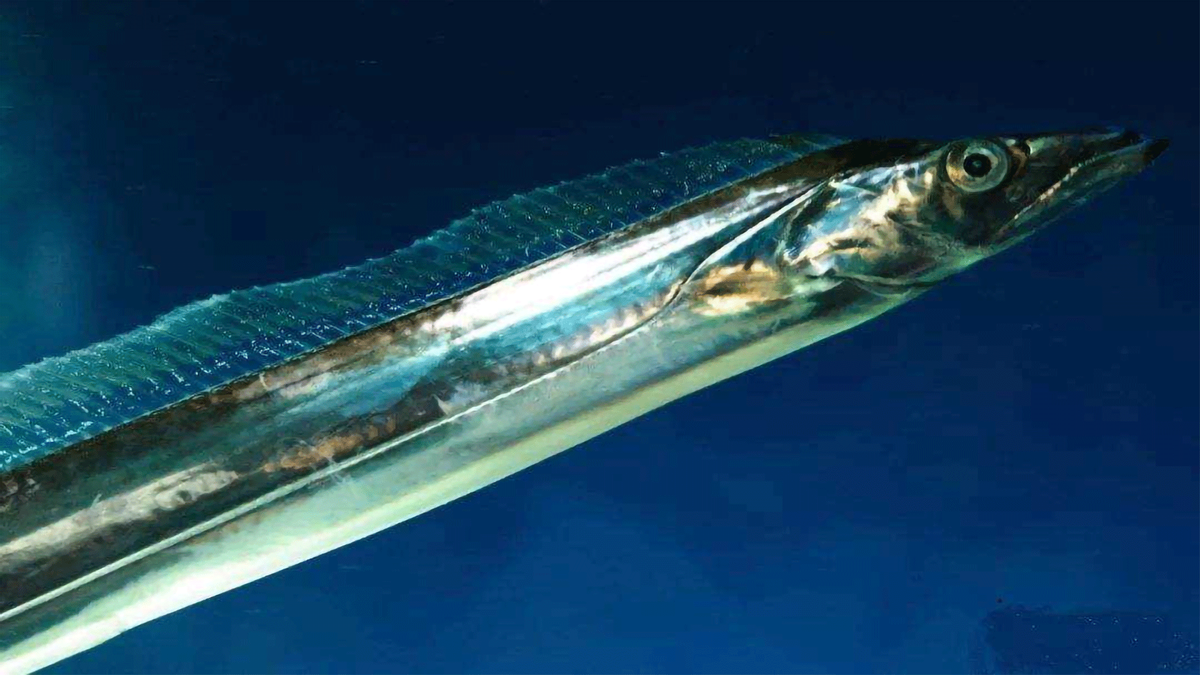 带鱼的“隐患”：一年出水上百万吨，但辉煌的背后竟暗藏玄机？