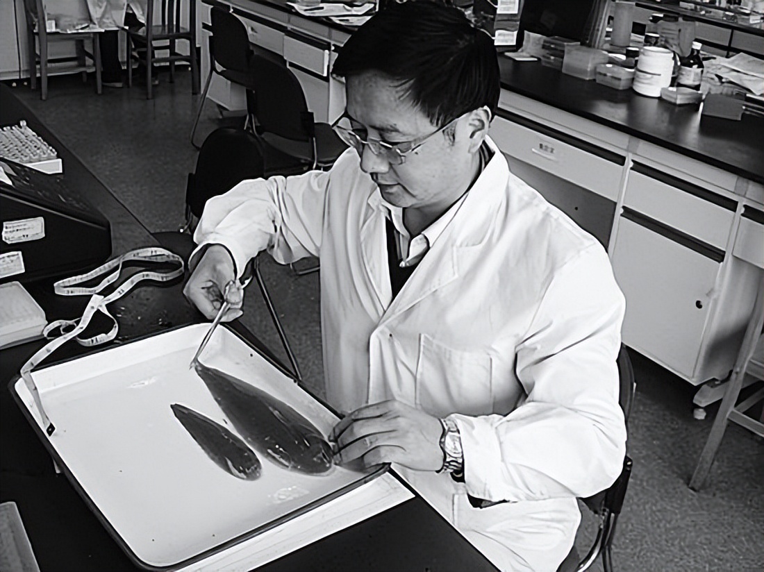 鱼类基因组秘密是被这位院士攻克的