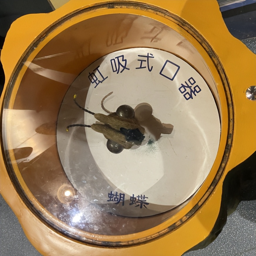 虹吸式口器(虹吸式口器的构造) - 泉兴百科