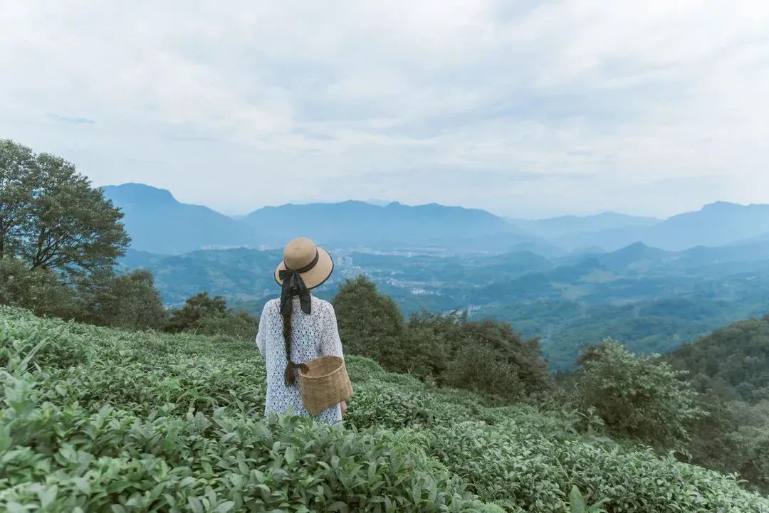 只此青绿，在此山中，去茶园里遍寻春意