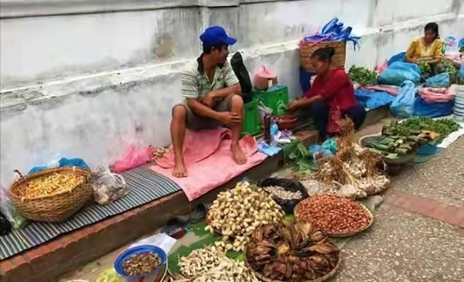 这是菜市场还是动物园？可怕的老挝野味市场，保护动物明码标价
