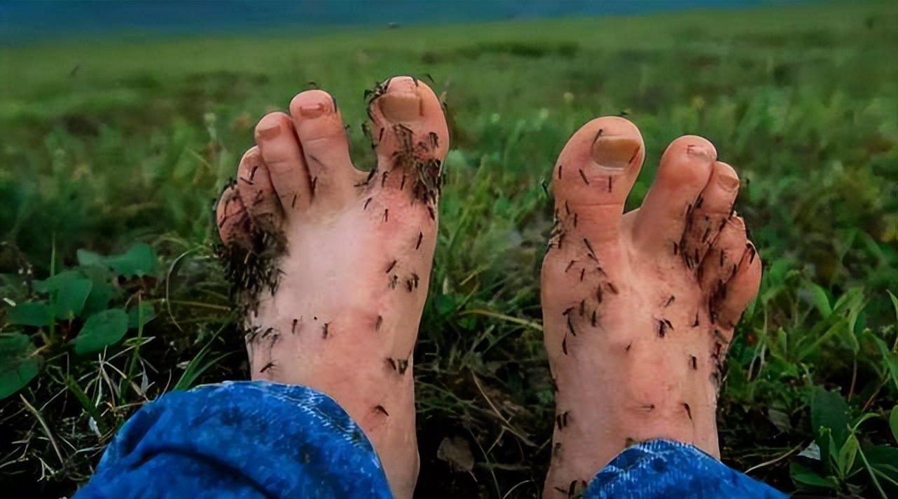 蚊子在地球上有什么用？为何不灭绝？