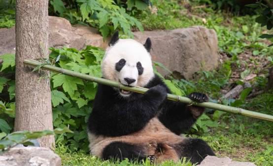 幼年大熊猫图片（图文鉴赏大熊猫的幼崽照大全）