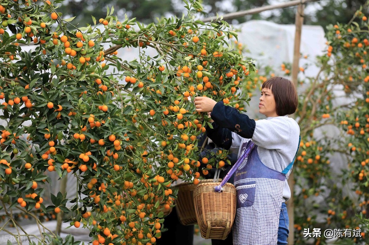 部分地区草莓50元一斤其他果价有涨有稳，广西柑橘竞争趋势如何？