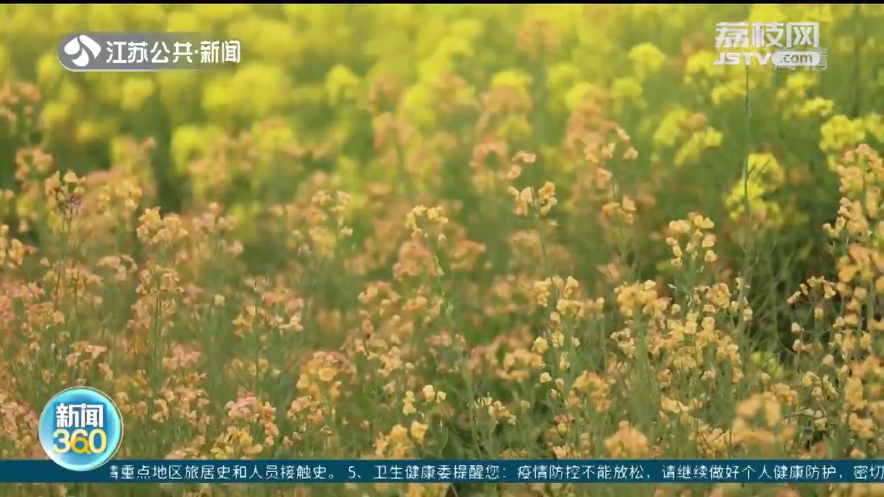 彩色油菜花原是与“远亲”萝卜杂交 探寻赏花背后的“科技力量”