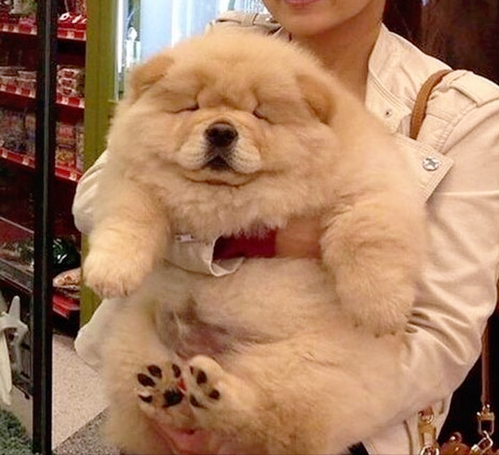 松狮犬图片(怪不得没人养松狮犬) - 赤虎壹号