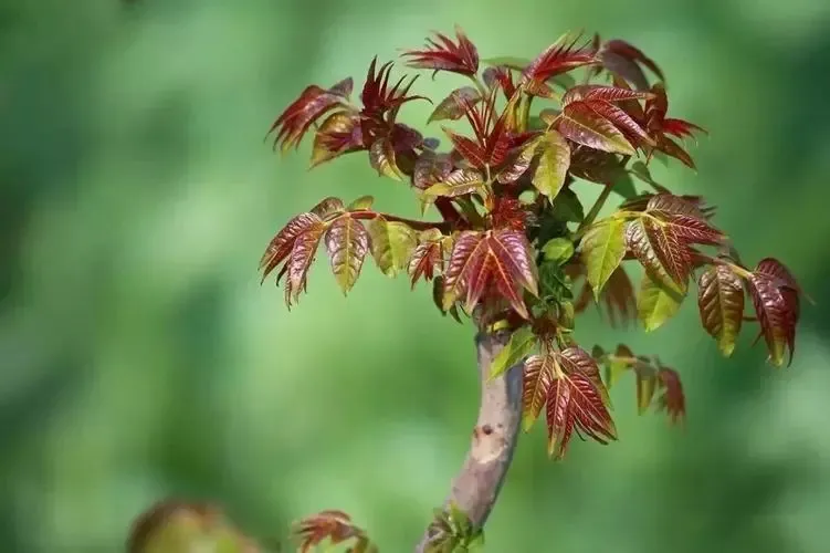 易门人你知道吗？云南春天才能吃到的野菜嫩芽，你吃过几种？