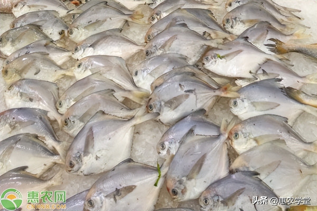 白鲳多少钱一斤今日价，白鳗鱼多少钱一斤