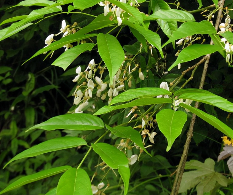 高清麥仙翁圖片大全(100種有毒的花和果)