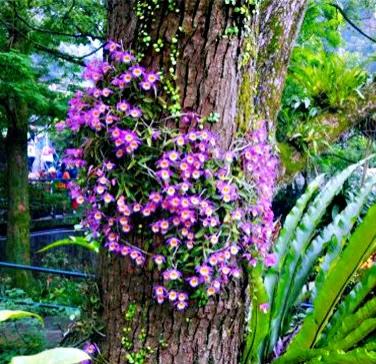 玫瑰石斛～茎悬垂，花姿优雅，玲珑可爱，花色鲜艳，气味芳香