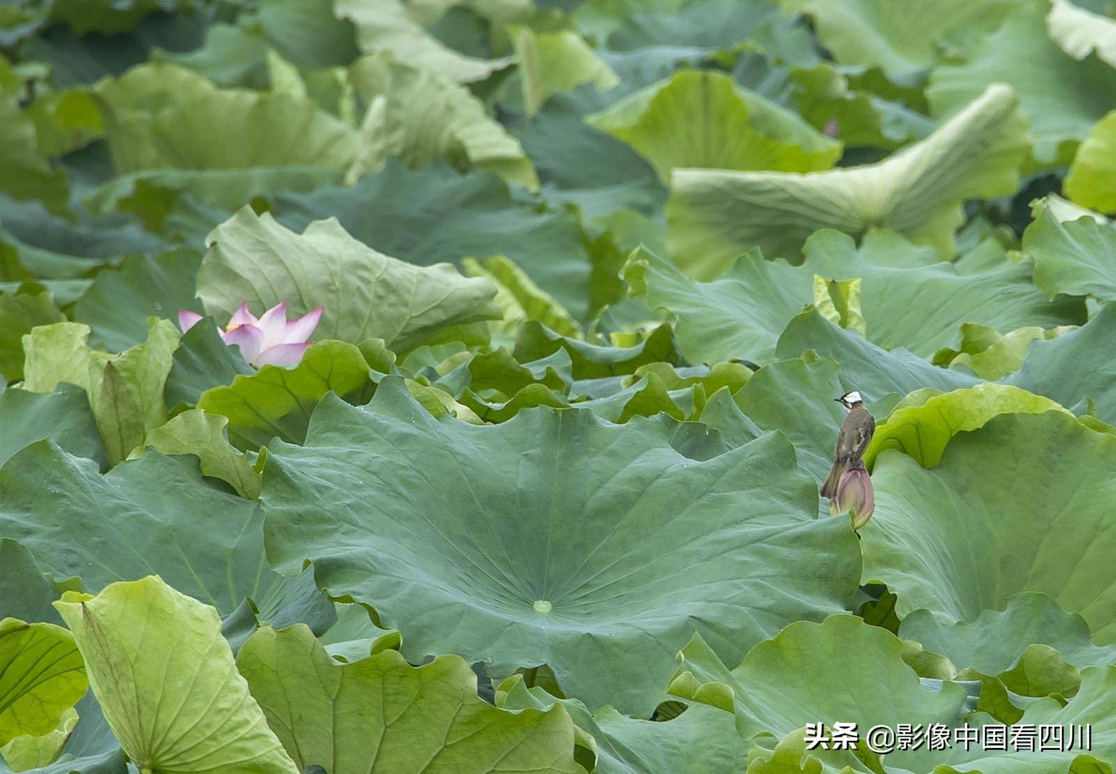 仁寿方家：映日荷花别样红