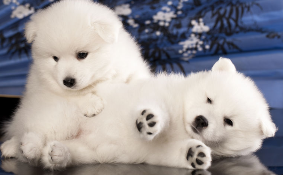 小狗吐了吃点什么药