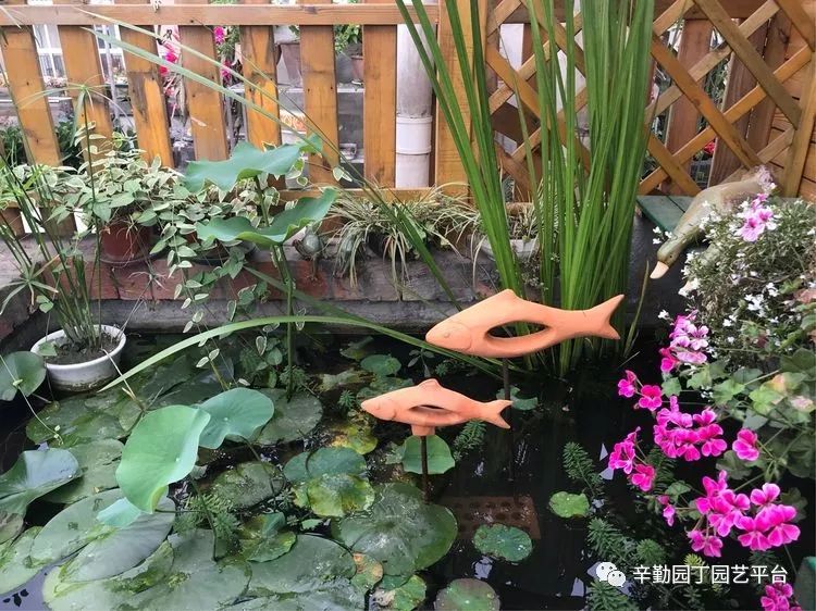 园丁奖花园组《002号》不离不弃,芳龄永继