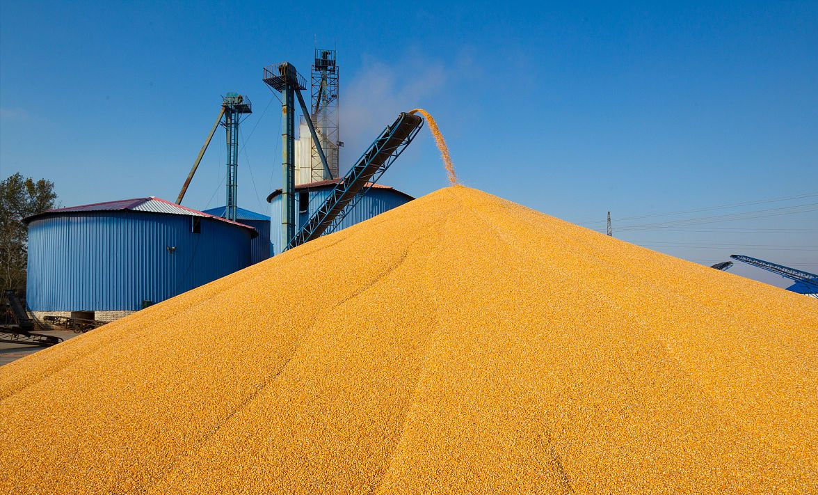 物极必反！小麦跌价了，玉米却涨得“一塌糊涂”，发生了啥？