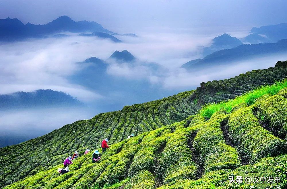 迤邐風(fēng)光，一睹為快！只此青綠，漢中茶園版！