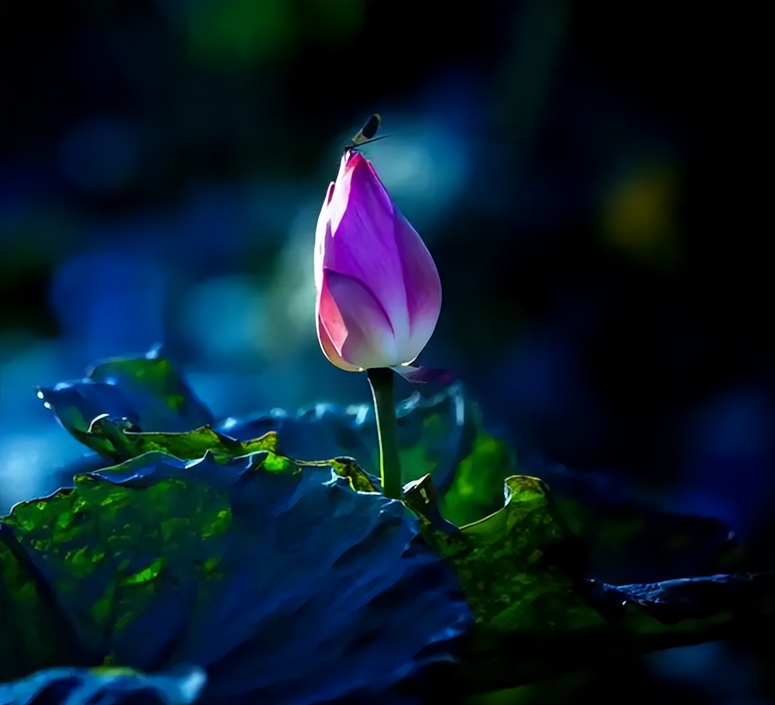 十二首古人描写夏夜的诗词，看古人如何仰望星空，触笔成荫