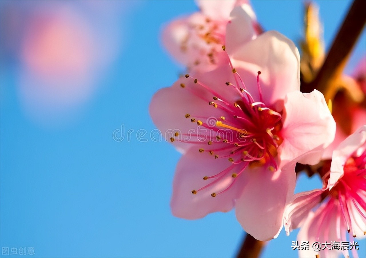 愿春和景明(人间四月，春和景明，愿所有的美好都如期而至)