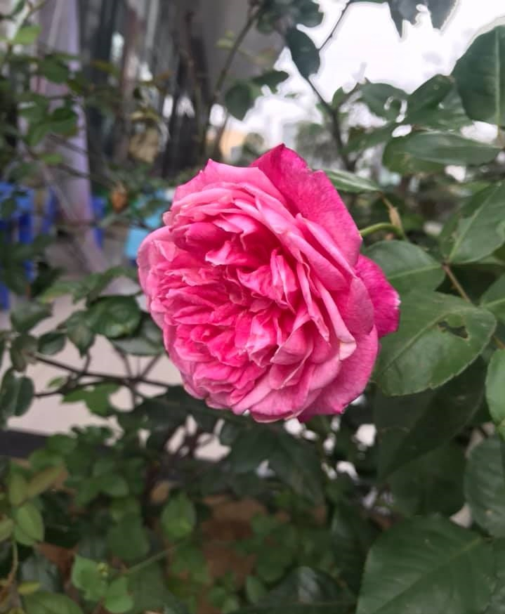 女厂长利用100平方米露台，投资3000块钱，种植了各种干净蔬菜