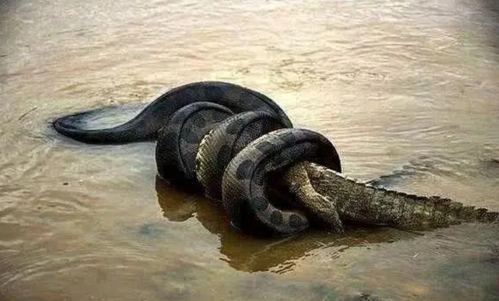 亚马逊河最恐怖的动物图片