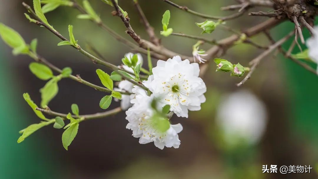 谷雨：人间春暮，岁短情长