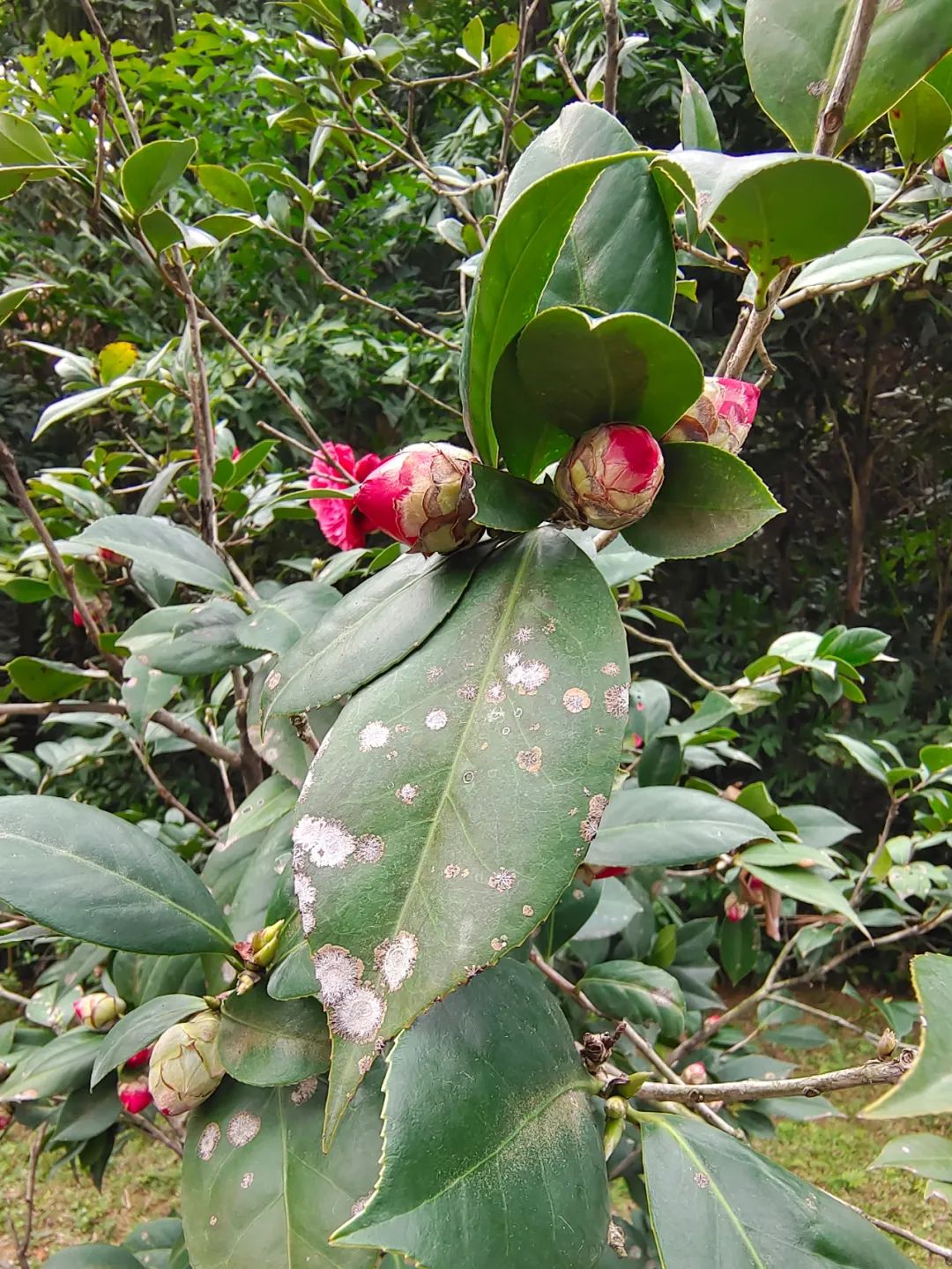 买花送的小包多菌灵你还在用吗？多菌灵怎么用效果好一些呢？