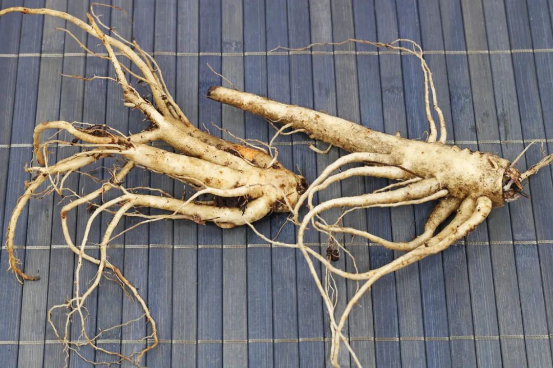 如分叉的白色胡萝卜,又有点像人参,东北称"狗宝",青岛呼为"崂山参"