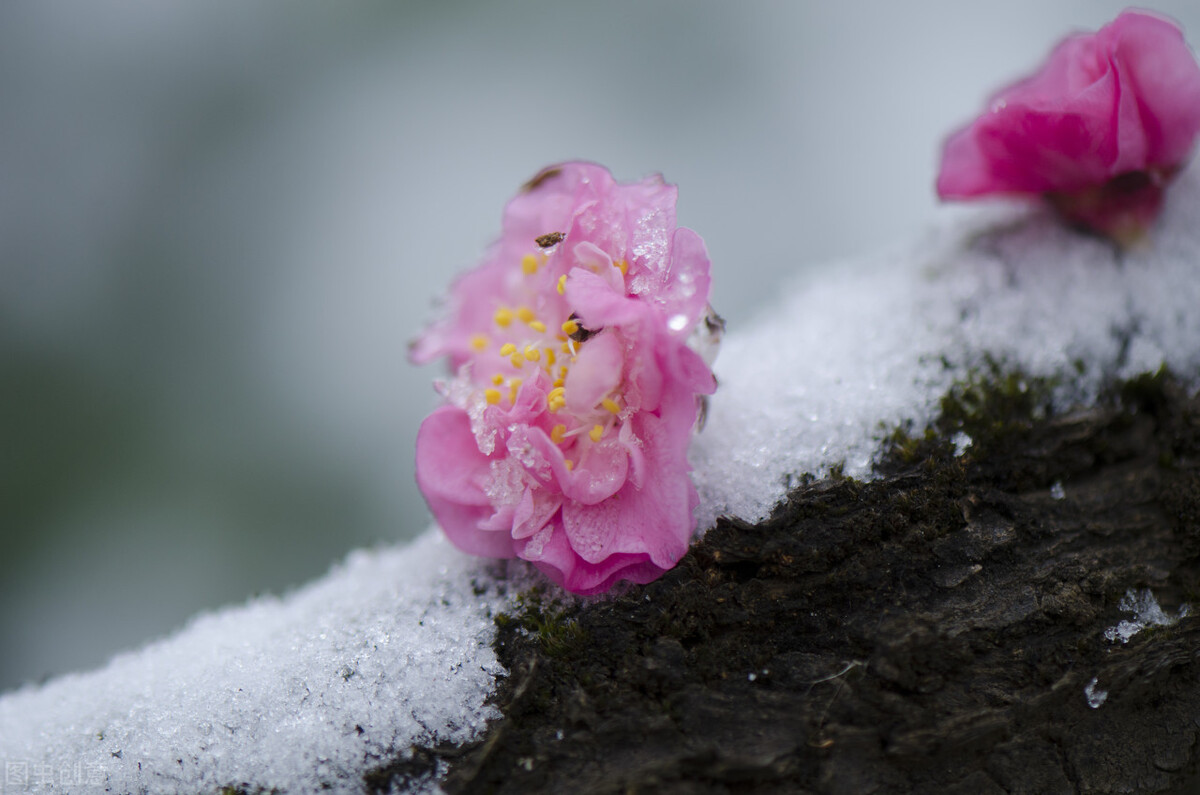 天气预报：雨雪天气造成断崖式降温，倒春寒已成定局，农谚咋说？