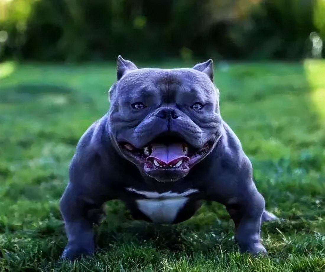 建议你养"恶霸犬"是有原因的,外表凶狠内心温柔,很难不爱