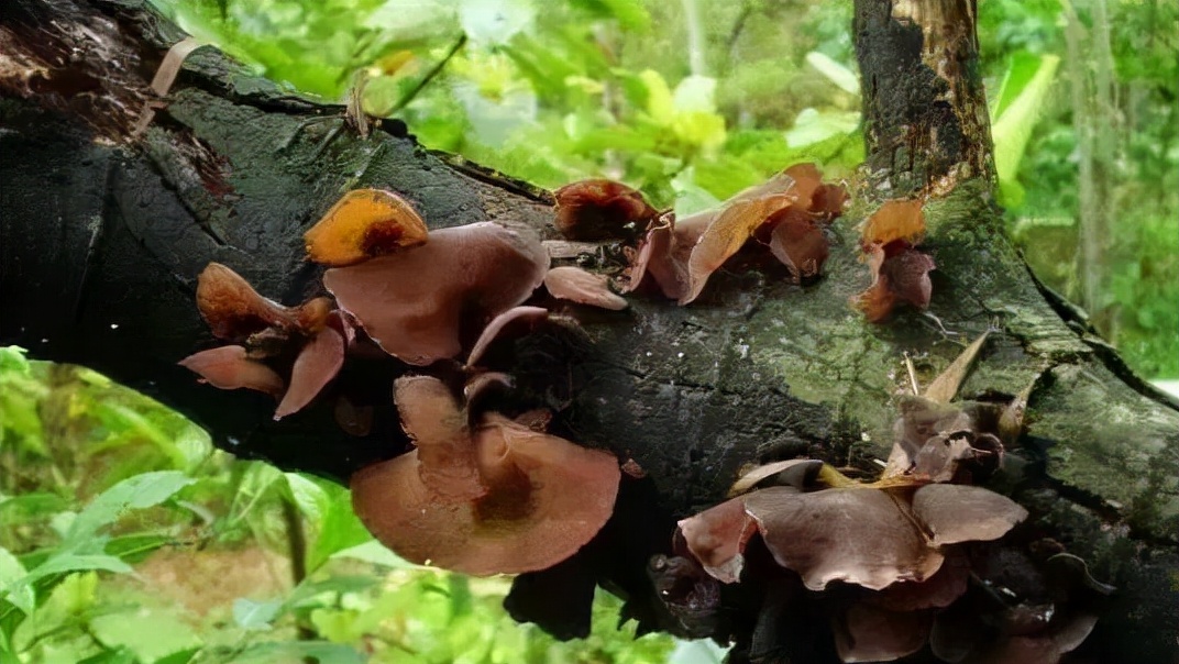 黑木耳的作用(黑木耳的作用与功效)