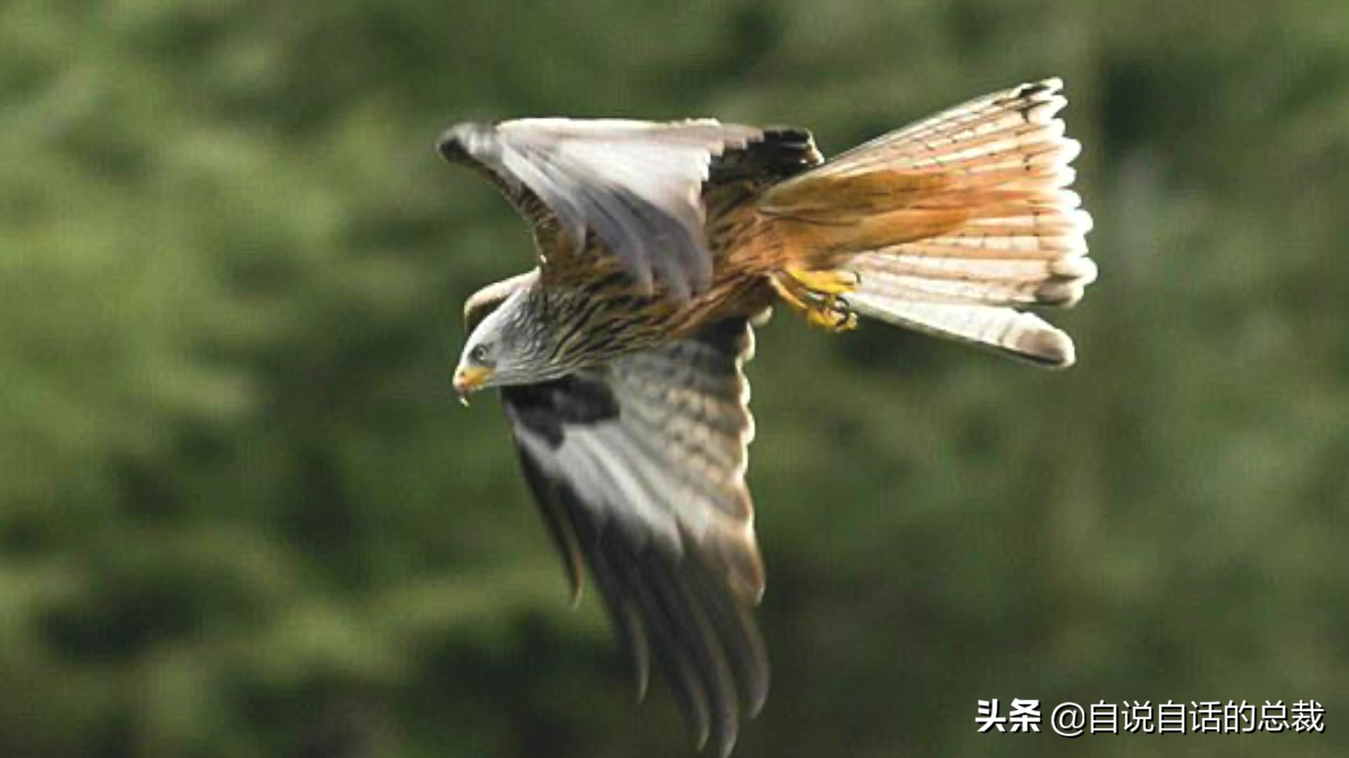 为什么动物都怕鹅？有鹅的地方没有蛇？大鹅的真实面貌超出你想象