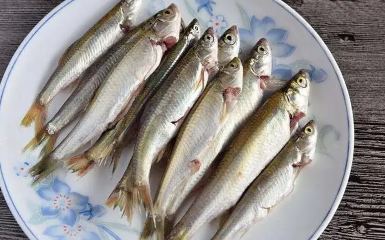 白条鱼是什么鱼(白条鱼能清热，而且很有营养，却遭钓鱼人“嫌弃”，这是为何？)