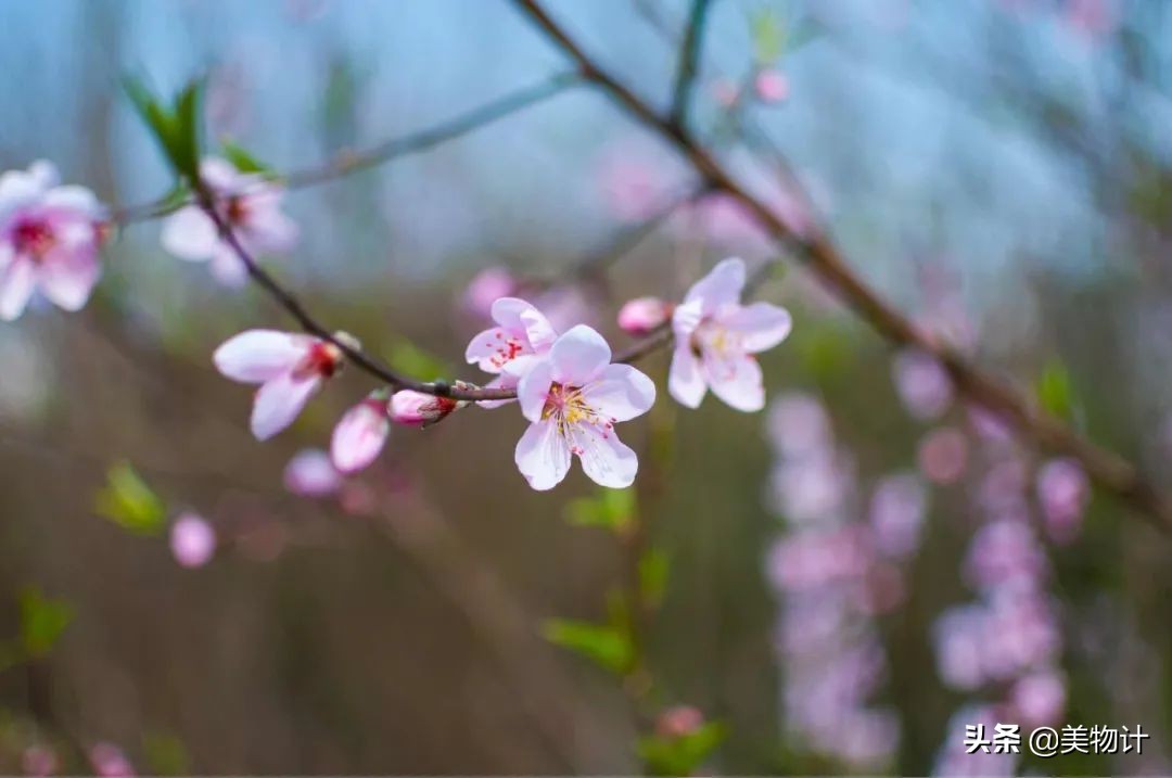 菊花的花语和寓意（一文了解菊花象征的含义）