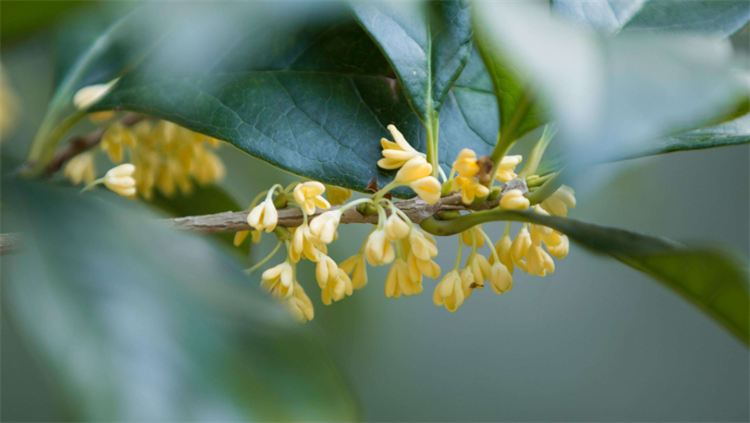 奥运会颁奖仪式花有哪些(冬奥会知识：颁奖花束的“7种植物”花语，是少有人知的浪漫寓意)