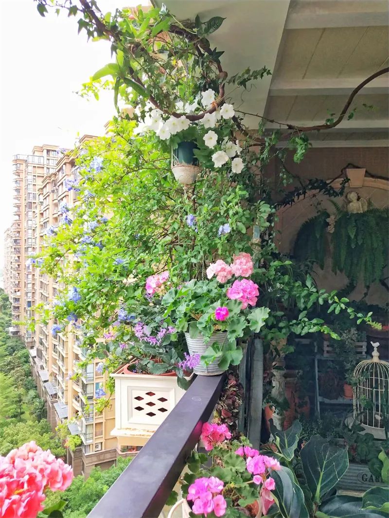 阳台花园，在这个面积不大的地方造梦，美了岁月，醉了时光