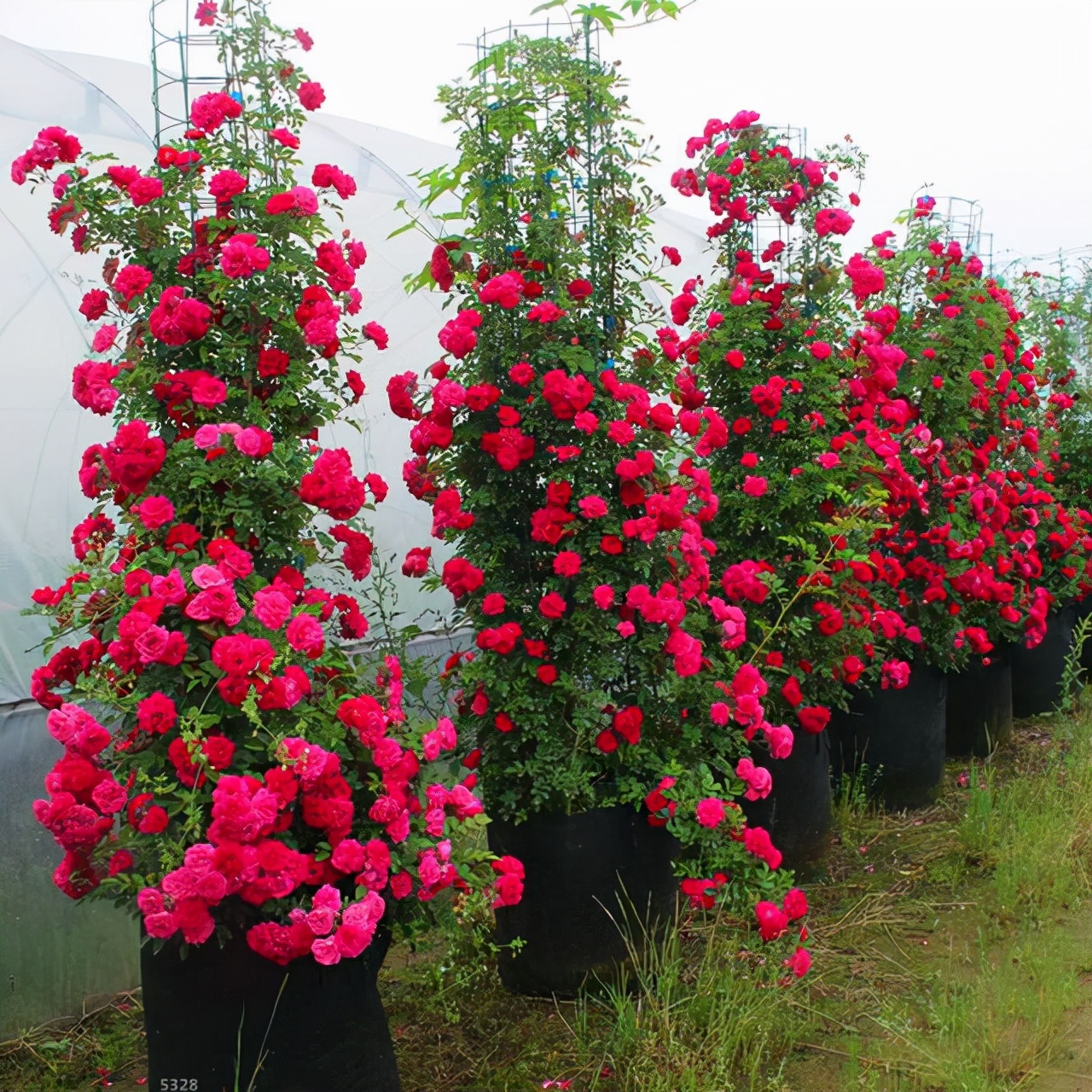 春日裡栽一棵木香花 2個月爬成一面花牆 開成花瀑布 天天看點