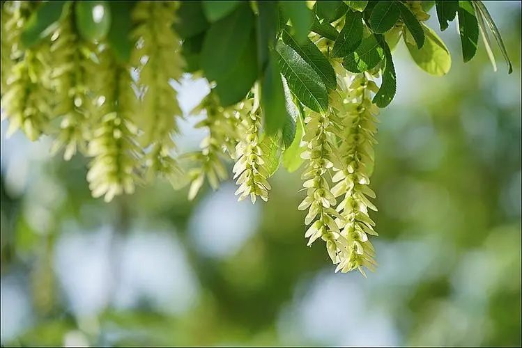 世界上最毒的植物(这14种植物挺常见，看似无害，误食却很可怕)