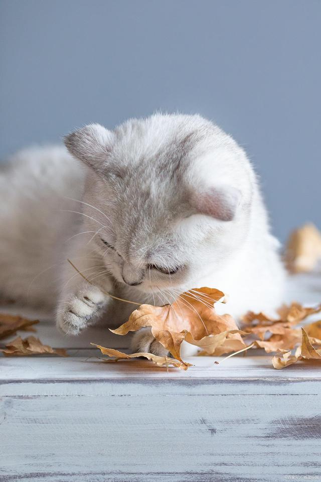 养猫到底赚不赚钱