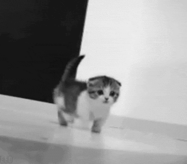 猫咪半夜蹦迪，如何友好地将TA请出卧室