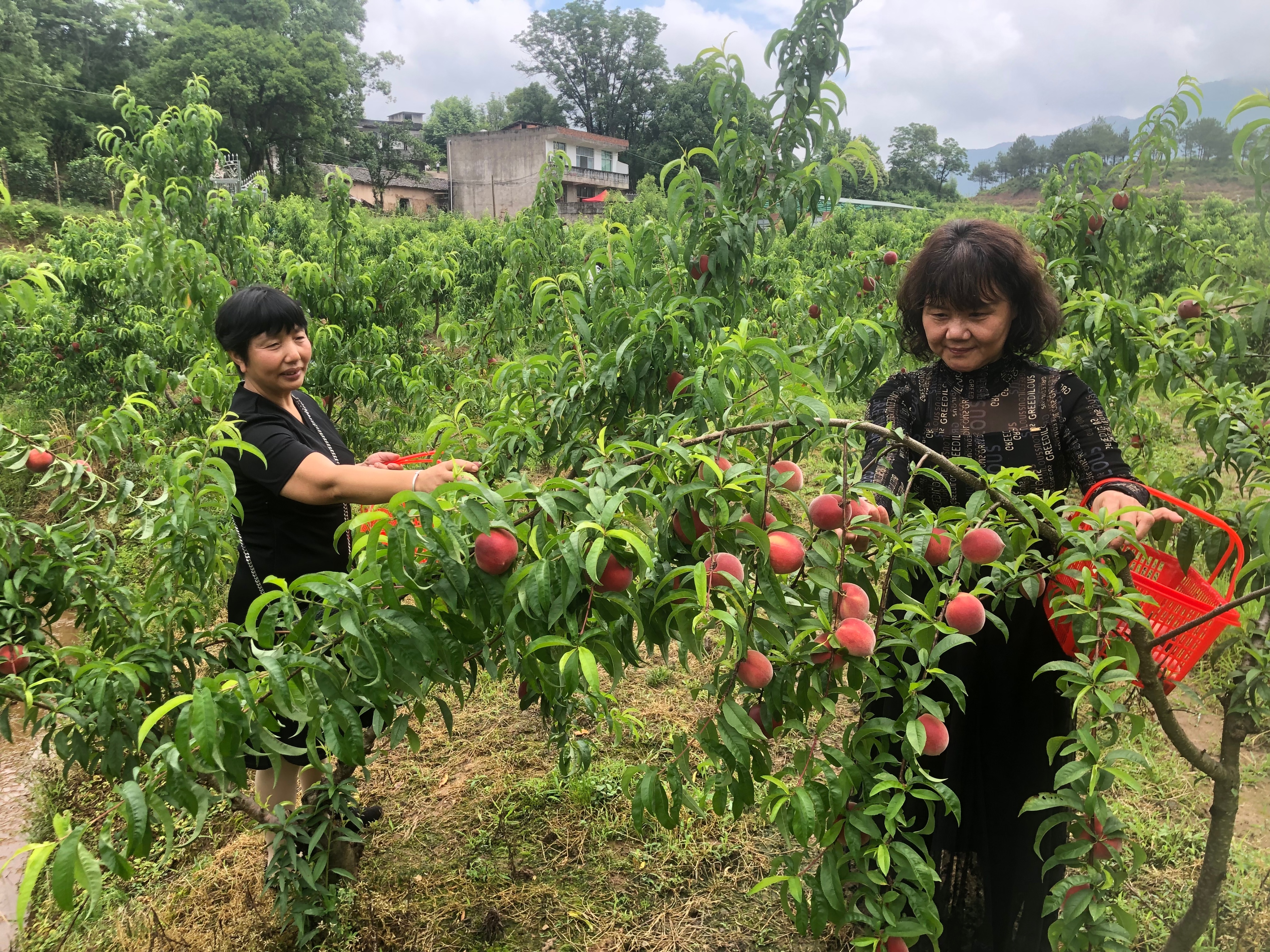 ��԰�ˣ�����ժ����