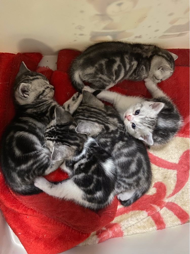 美短猫脾气那么好,为什么销量比不上狸花猫?