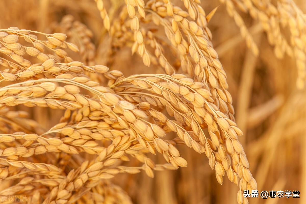 2023稻谷价格会涨吗？今日稻谷价格多少钱一斤？