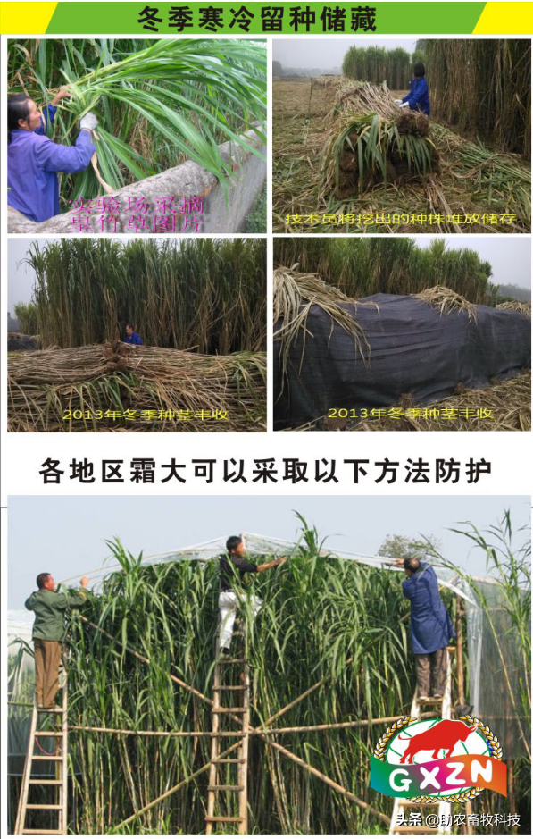 皇竹草、甜象草、糖蔗3号牧草亩产可超30吨，我国北方能种植吗？