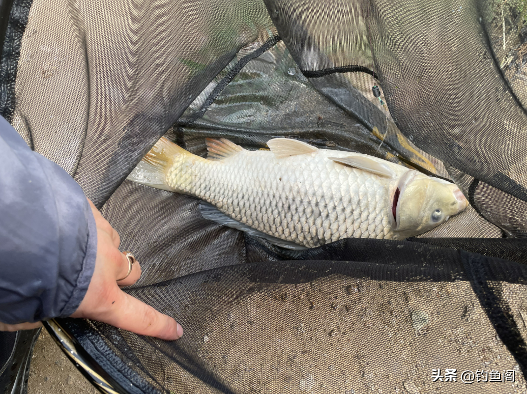 鲤鱼在水面跳水该怎么钓(鲤鱼总在水面跳，能浮钓吗？你看它嘴巴和吃饵方式就知道了)