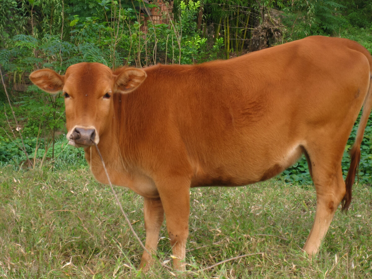 今日全国最新牛价「今日全国尿素最新价」